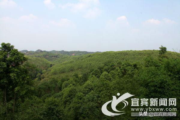 「改革宜宾」叙州区创新推出“树叶抵押”模式唤醒公益林“沉睡财富”