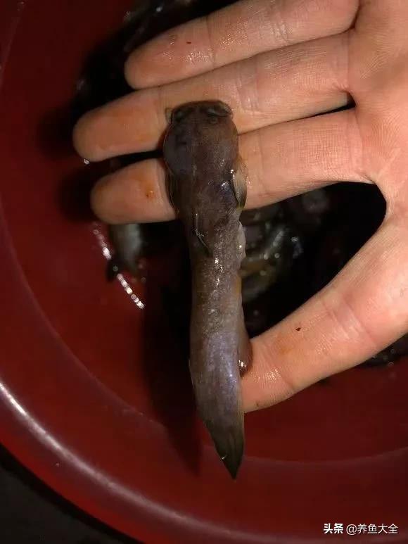 这“肉疙瘩”是竟然鱼？无鳞像虫还有毒，网友：几百元一斤