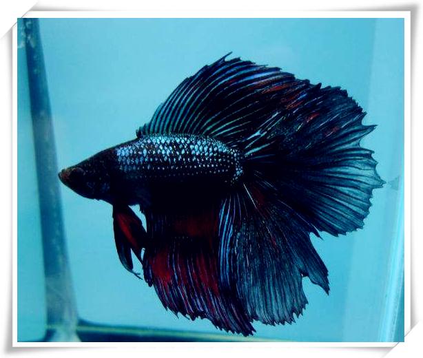 热带鱼斗鱼如何养,热带鱼饲养方法大全视频