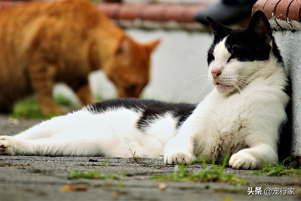 猫咪为什么老是放屁还很臭,猫咪老是放屁而且很臭怎么回事