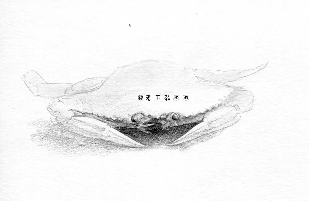 零基础自学画螃蟹入门,零基础学画螃蟹