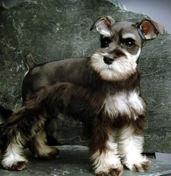 雪纳瑞纯种的为啥还没不纯的好看,刚出生的雪纳瑞怎么看小狗纯不纯