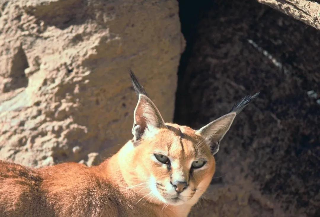 狞猫耳朵非常漂亮会旋转,狞猫一只长相狰狞的猫