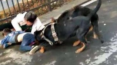 被恶狗攻击如何一招制敌,被恶犬攻击怎么办