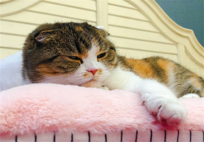 猫咪毛发干枯没光泽掉毛严重,猫咪也有头皮屑吗