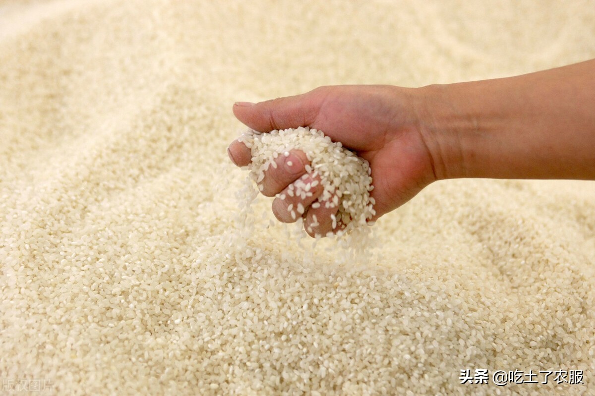 大米生虫子了怎么清除,大米生虫子怎么彻底清除