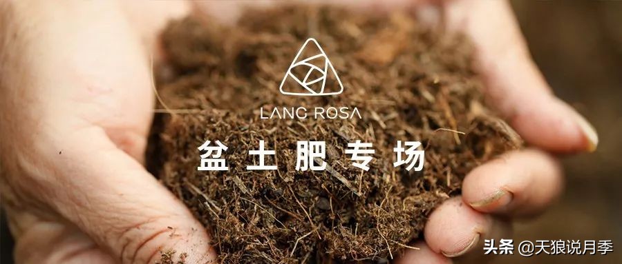超级丰花多头的微型月季推荐,好看又丰花的月季