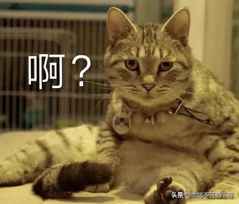 笑话胖子的视频,纹身变胖的笑话