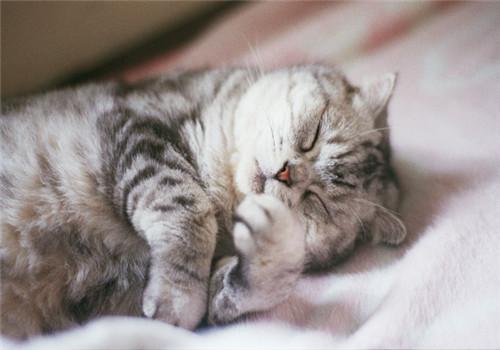 猫咪怕热怕冷是什么原因,怕热猫咪怎么过夏天