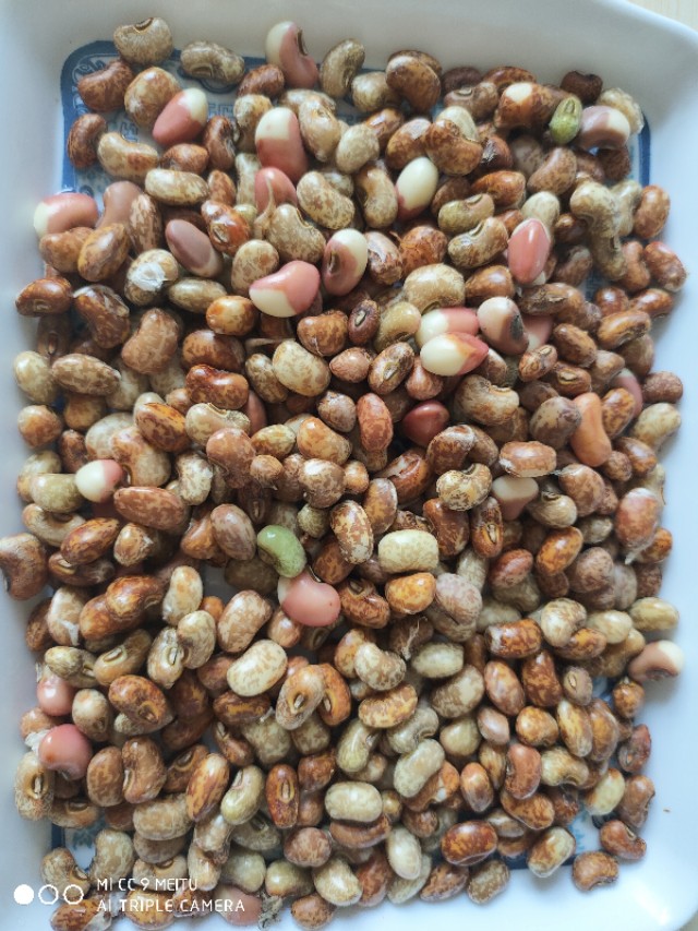 二伏三伏天的豇豆最鲜美，摘一把就能熬锅好粥，两碗不够还想喝吆