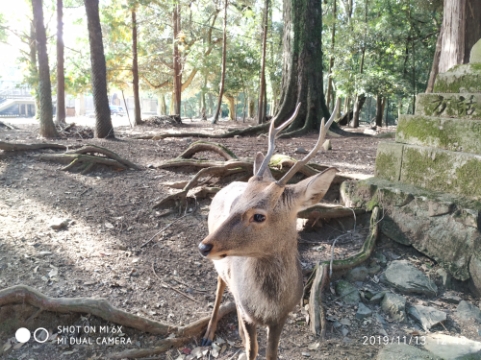 日本关西旅游14天,关西14天旅行攻略