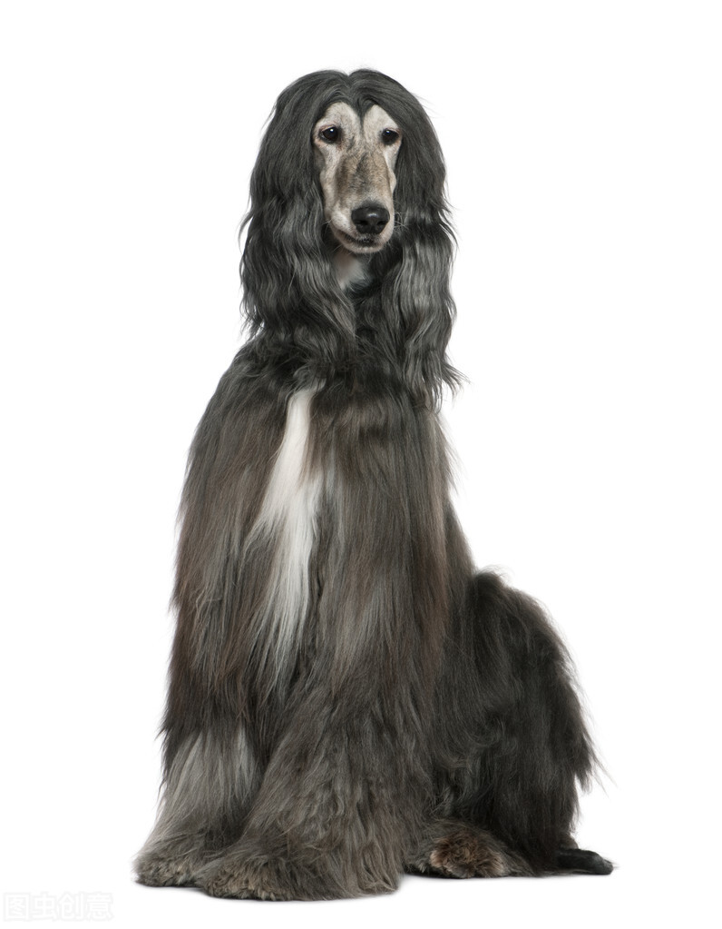 东方美犬,东方美狗狗