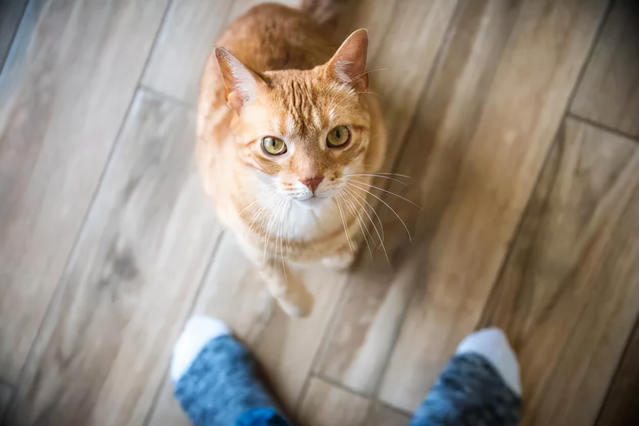 几个技巧去除猫咪身上的臭味,用什么方法可以让猫咪吐出虫子