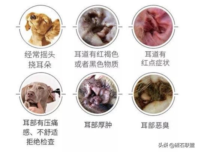 刚给狗狗洗澡就脏了,在家给狗狗洗澡到底是好还是坏