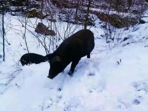 本土猪灭绝背后的故事,中国土猪要灭绝吗