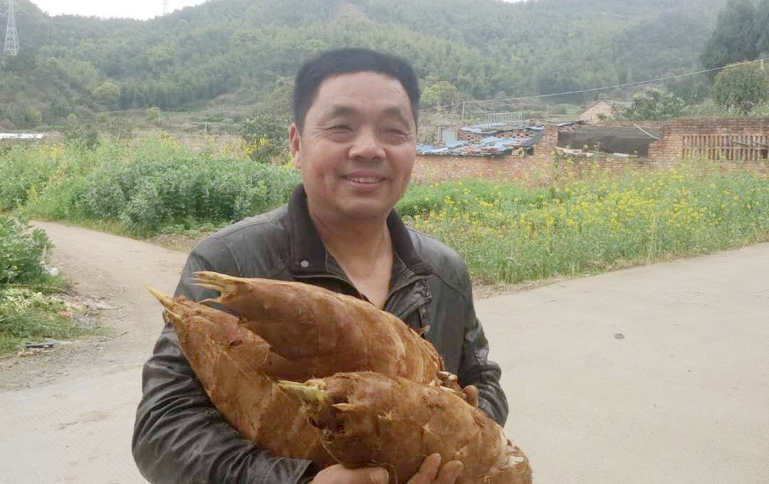 临海黄土山竹笋,浙江竹笋哪里最好