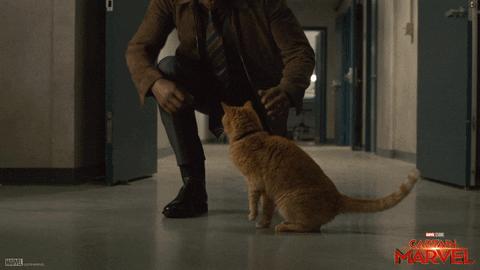 猫咪项圈对猫咪有危害吗,猫项圈给猫咪带来的危害