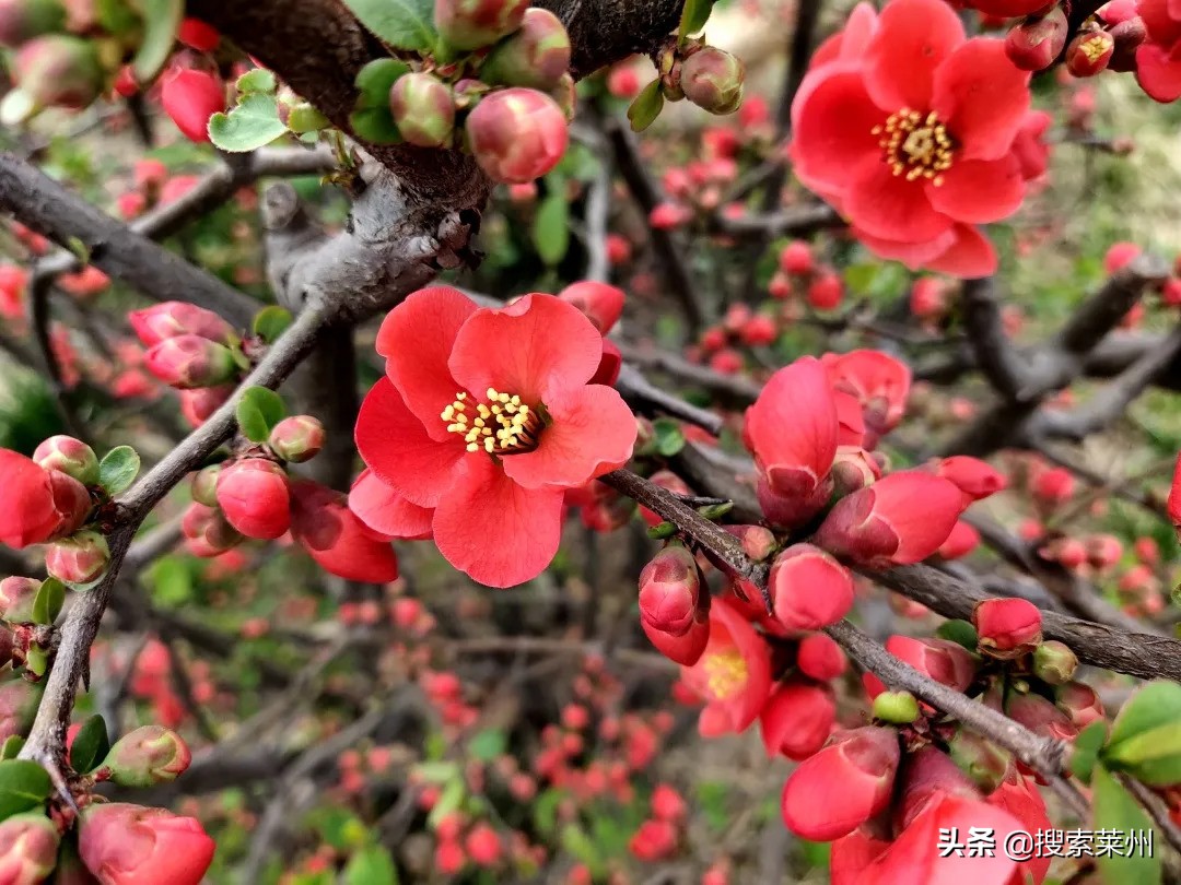 春满校园春暖花开,沙河镇中心小学校园