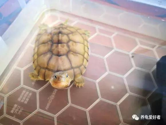 diy龟缸除油膜,生态龟缸里的油膜怎么去除