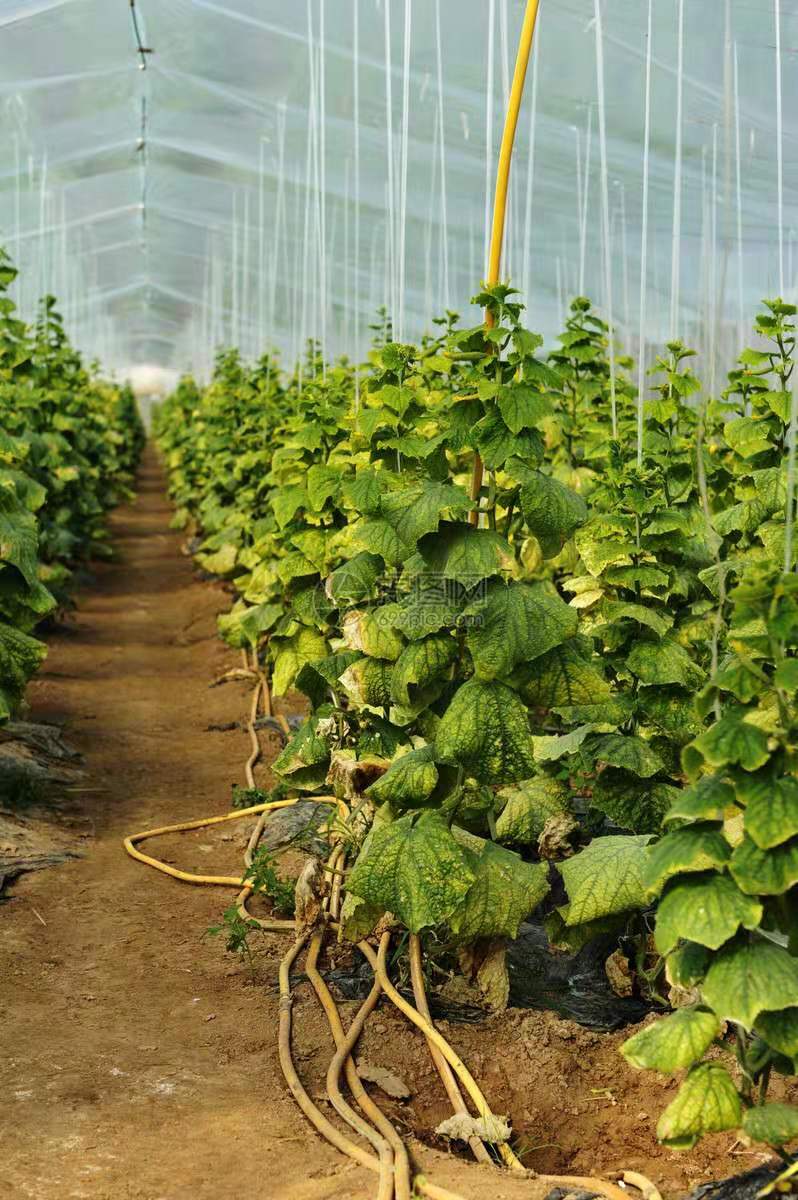 冬季塑料大棚适合种植什么蔬菜,冬季大棚种植什么蔬菜销路好