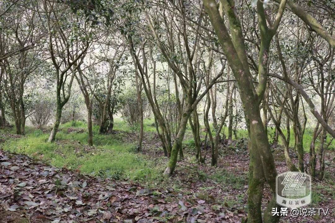 福鼎白茶还有“十不采”规定？让我们去河山有机茶园一探究竟