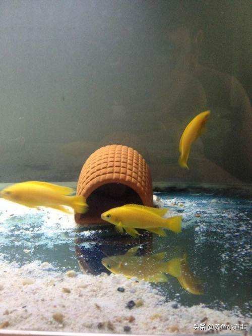 三湖慈鲷名字由来指哪三湖,三湖慈鲷可以和三湖孔雀混养吗