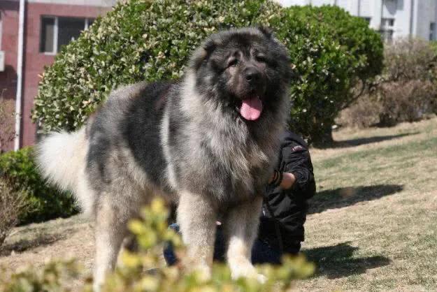 十大猛犬排行榜第一名,十大禁养猛犬排行