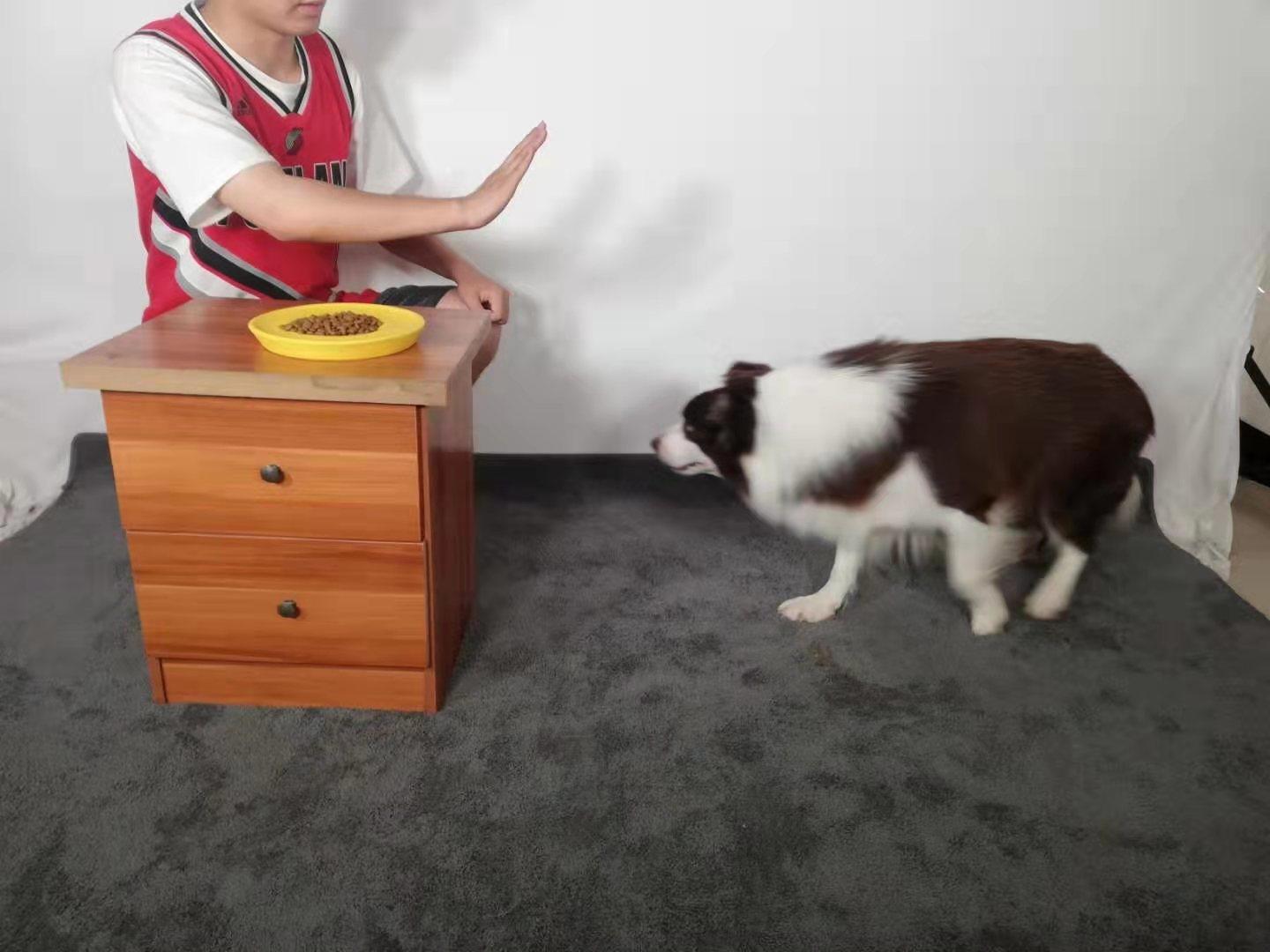 怎么正确喂狗狗零食,怎么喂狗狗吃饭