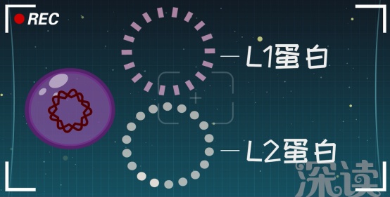 HPV疫苗真能防癌？有必要打吗？