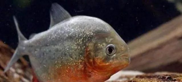 亚马逊河最恶心的动物,亚马逊河十大危险动物