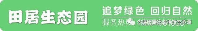 大连樱桃和其他产区樱桃口感区别,山东樱桃和大连樱桃哪个好