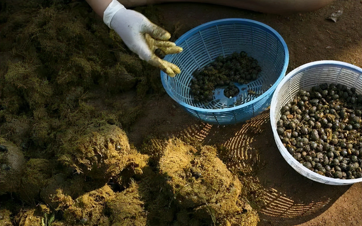 孟非：猫的屎放在咖啡里还能喝。“猫屎咖啡”真是猫咪拉的臭臭？