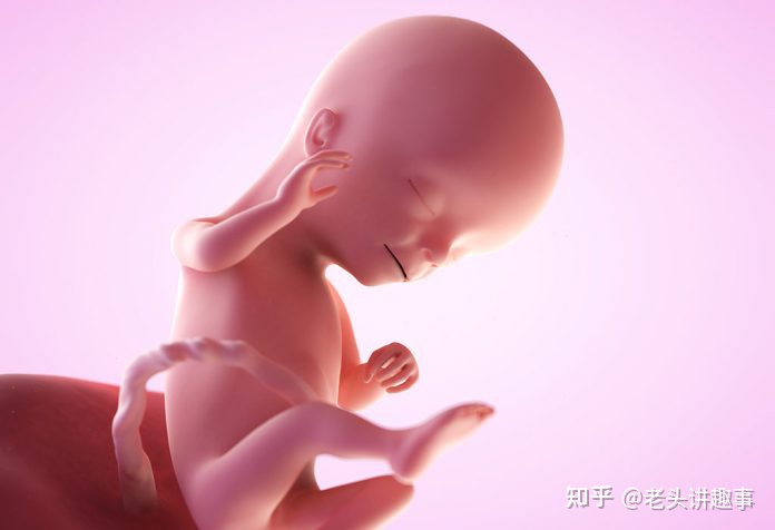 1-40周胎儿发育视频3d,胎儿1-40周发育全过程图解