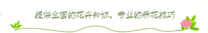 绿萝怎么养着养着就烂根死了呢,绿萝的养殖方法和注意事项根烂了