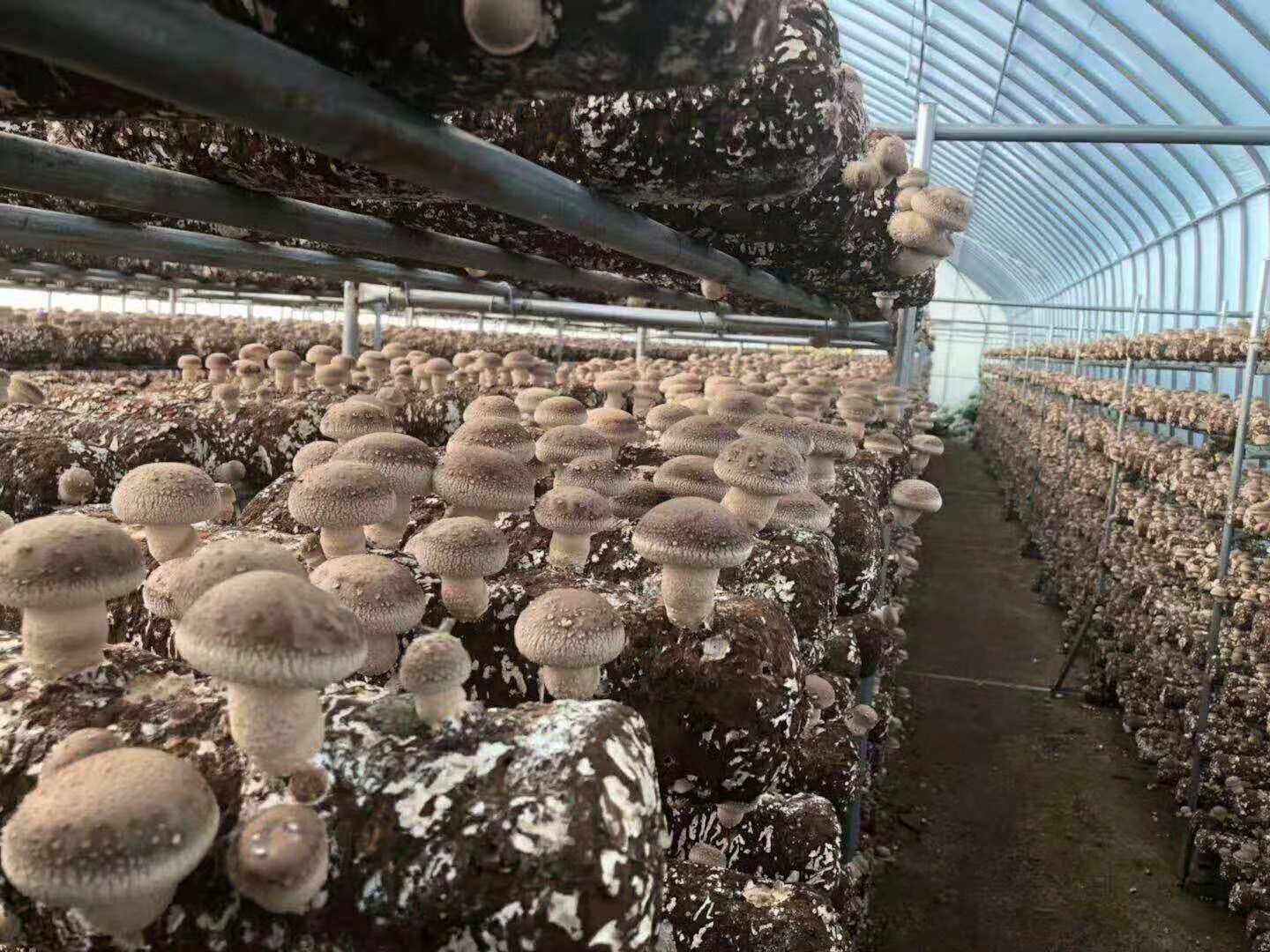 香菇高产栽培技术完整视频,香菇如何种植视频教程