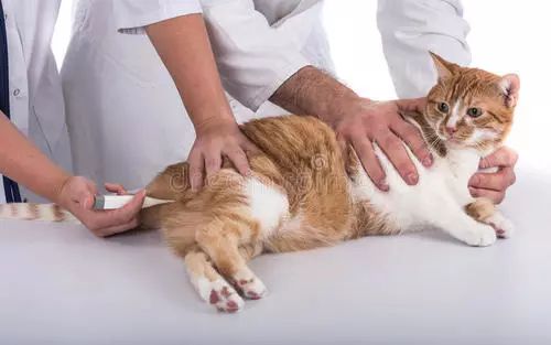 猫咪中暑四大症状预防中暑小妙招,夏天热怎么防止猫咪中暑