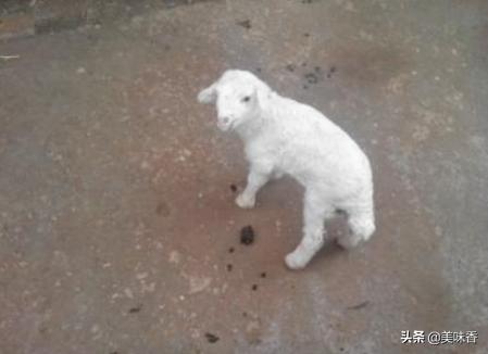 小羊生下来不动了怎么办,小羊突然瘫软无力站不起来