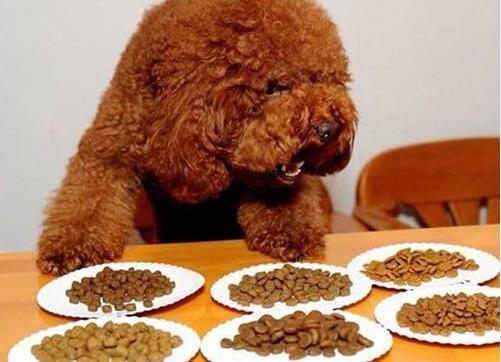 新手饲养泰迪犬的四大注意事项,泰迪犬的这5个饲养小常识