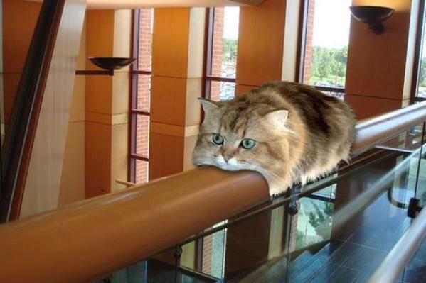 猫咪巴士改装,猫巴士是什么梗