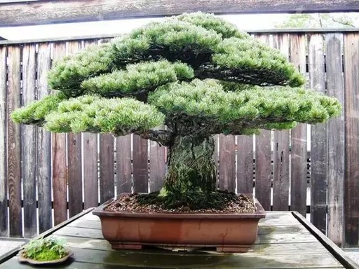 世界十大罕见花卉,世界名贵花卉高清大图