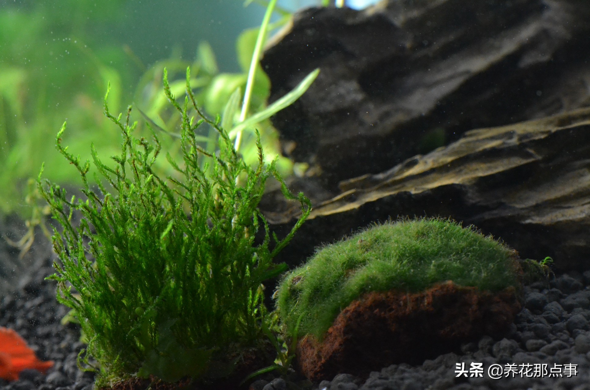 热带鱼好养新手入门推荐大缸,热带鱼最好养活又漂亮