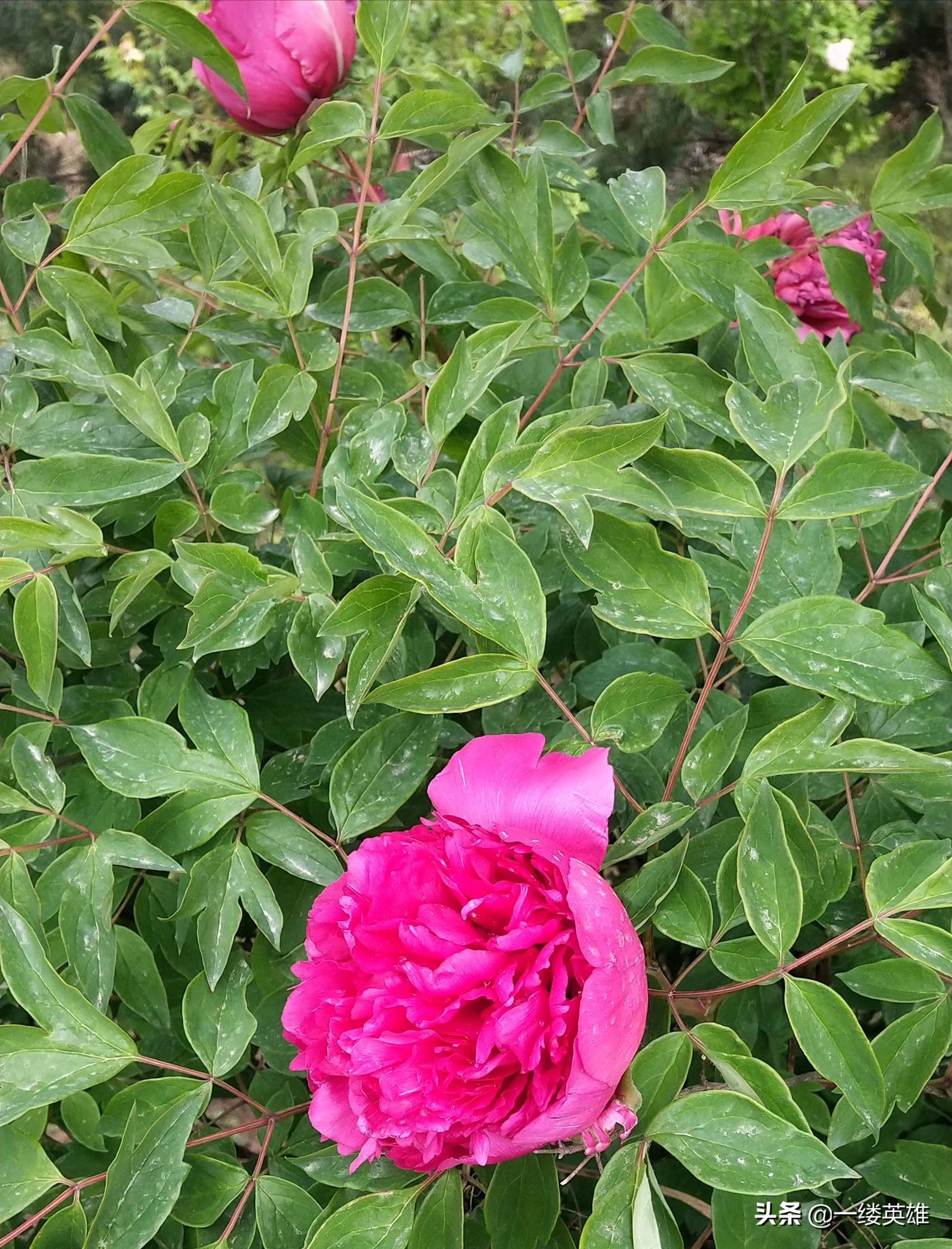 牡丹花的诗句王维,红牡丹唐王维古诗解析动画版