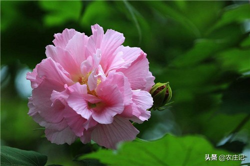 芙蓉花要怎么养,水芙蓉花变色的原因