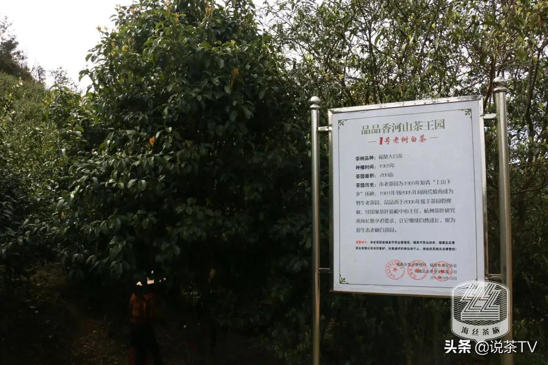 福鼎白茶还有“十不采”规定？让我们去河山有机茶园一探究竟