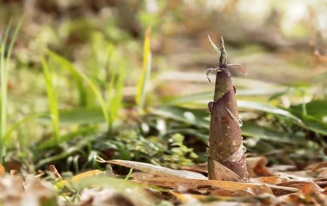 杭州片儿川美食攻略,杭州旅游攻略美食最新