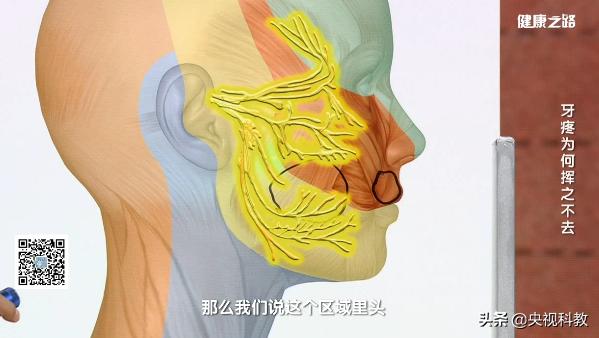 牙疼解决不了了吗,牙疼里面坏了一直不治疗可以吗