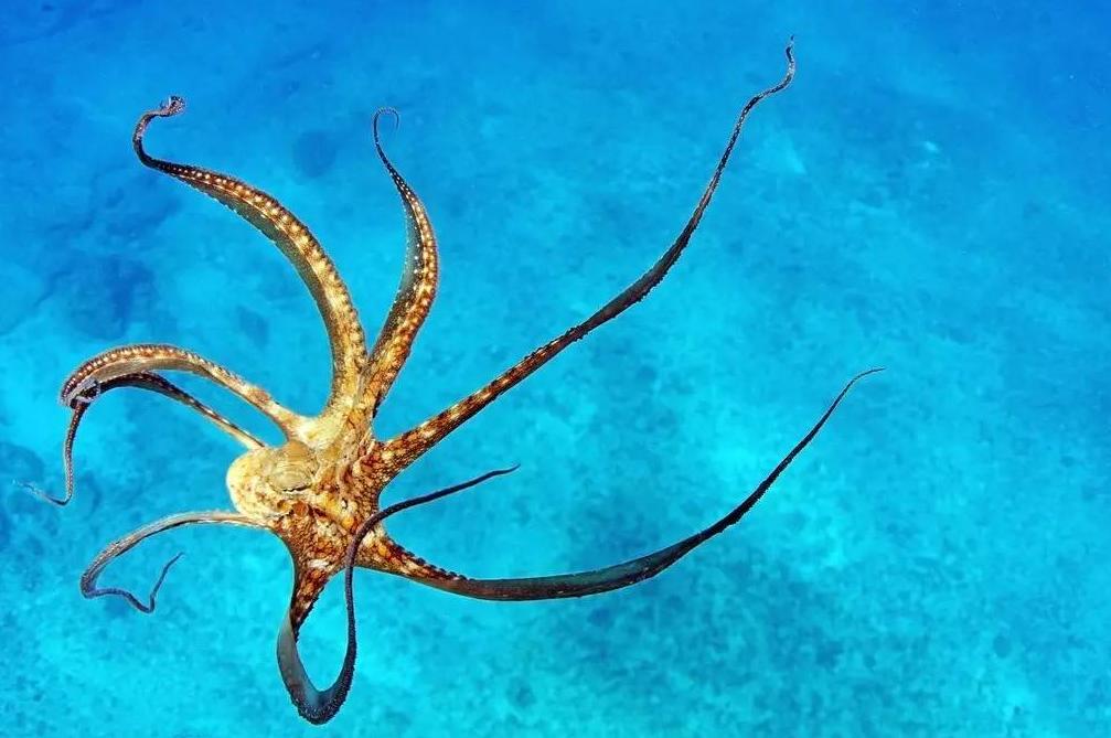 章鱼外形特征和运动方式,章鱼一种最接近地球外生命的生物