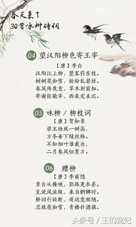 咏柳经典诗词100首,贺知章描述春天柳树的诗句