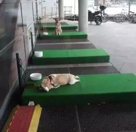 看到银行外牌子下停着一只狗，还以为是“停狗场”，一看笑喷了