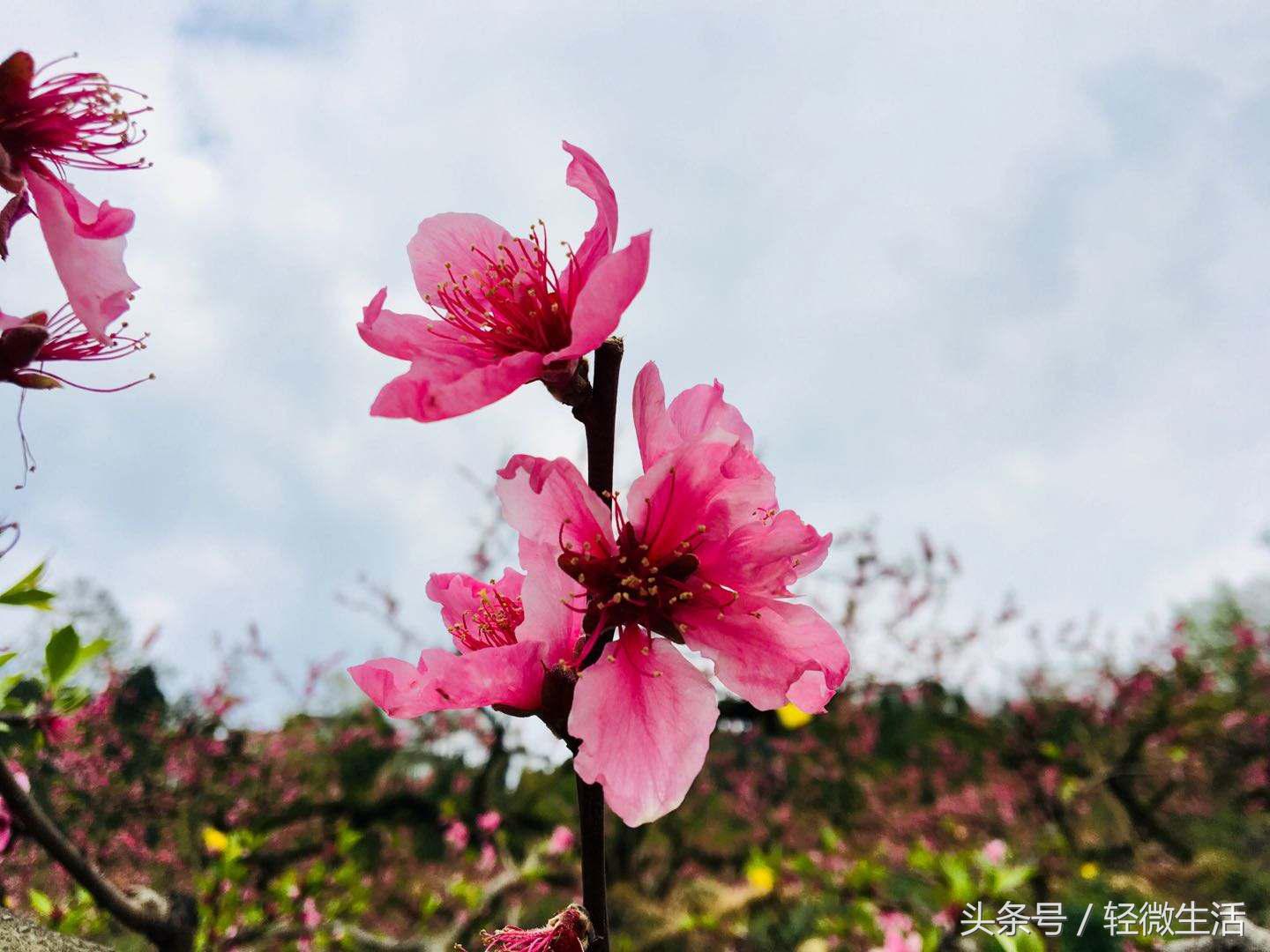 骑记：桃花十里，只取其一